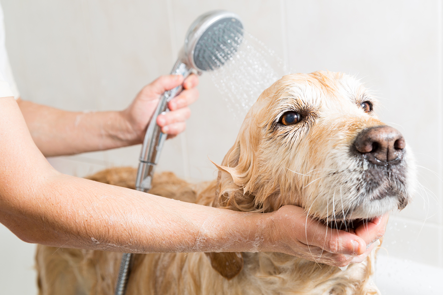 easy way to bathe a dog
