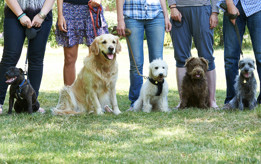 pooch and pals