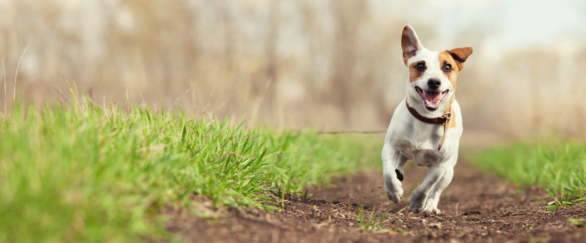 The PamperedPooch & Pals