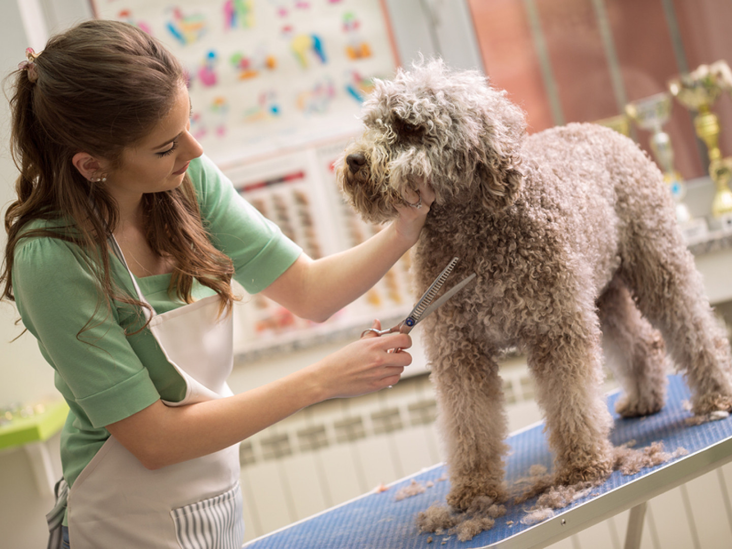 Pet Grooming Services North Ballston Spa NY The Pampered Pooch Pals Pet Grooming Services North Ballston Spa NY The Pampered Pooch Pals